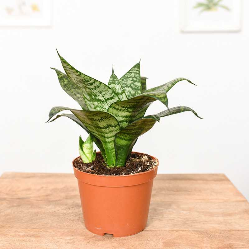 Sansewieria 'Green Hahnii'