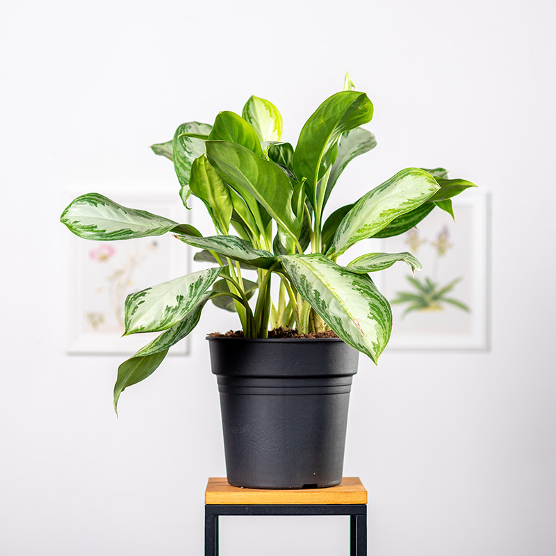 Aglaonema 'Silver Bay'