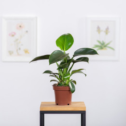 Filodendron 'Green Princess' | Tomaszewski