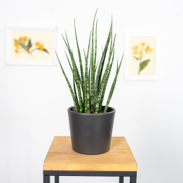 Sansewieria 'Fernwood Mikado' | Tomaszewski
