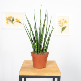 Sansewieria 'Fernwood Mikado' | Tomaszewski