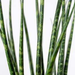 Sansewieria 'Fernwood Mikado' | Tomaszewski