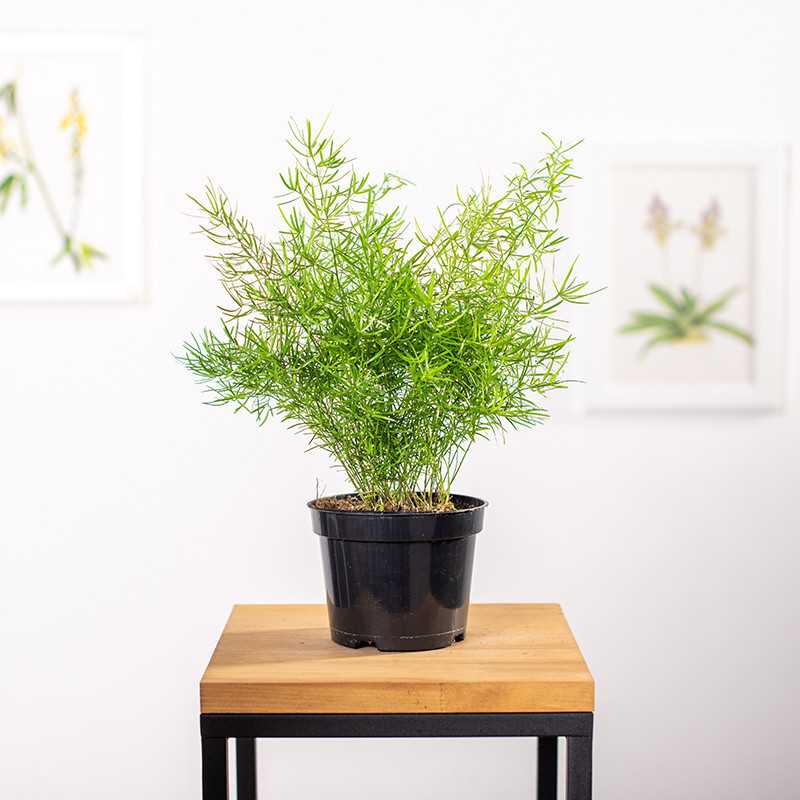 Asparagus 'Sprengeri'