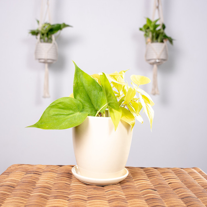 Filodendron 'Lemon Lime' | Tomaszewski