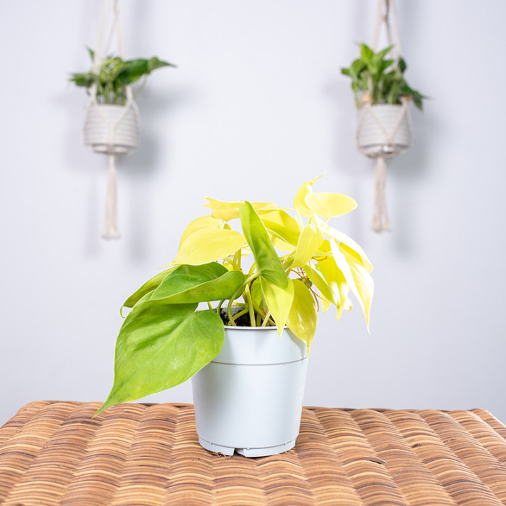 Filodendron 'Lemon Lime' | Tomaszewski
