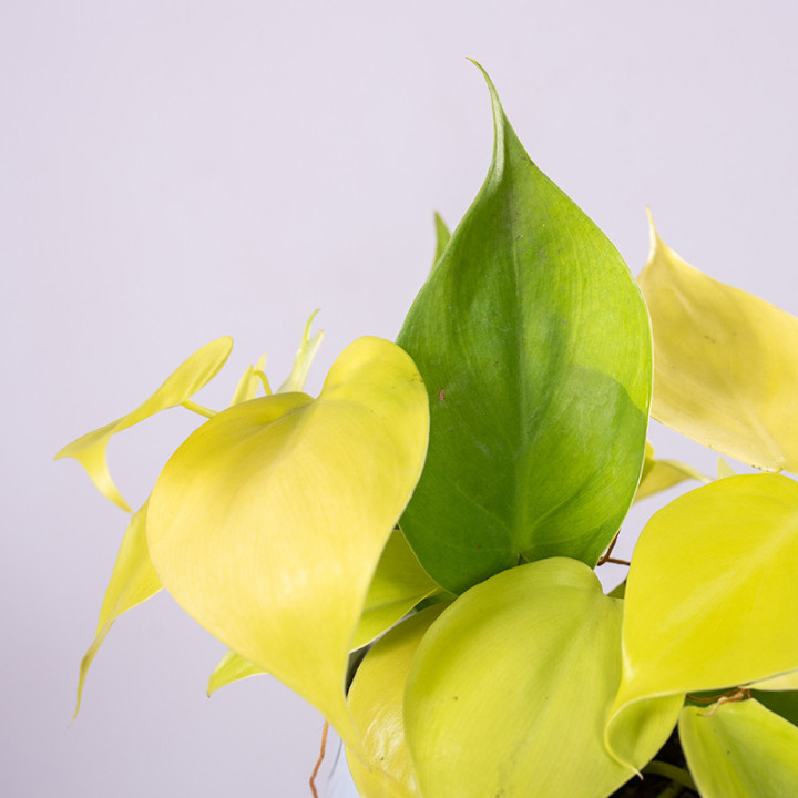 Filodendron 'Lemon Lime' | Tomaszewski