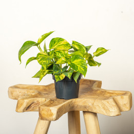 Epipremnum 'Hicolor' | Tomaszewski