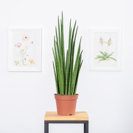 Sansewieria 'Mikado' | Tomaszewski