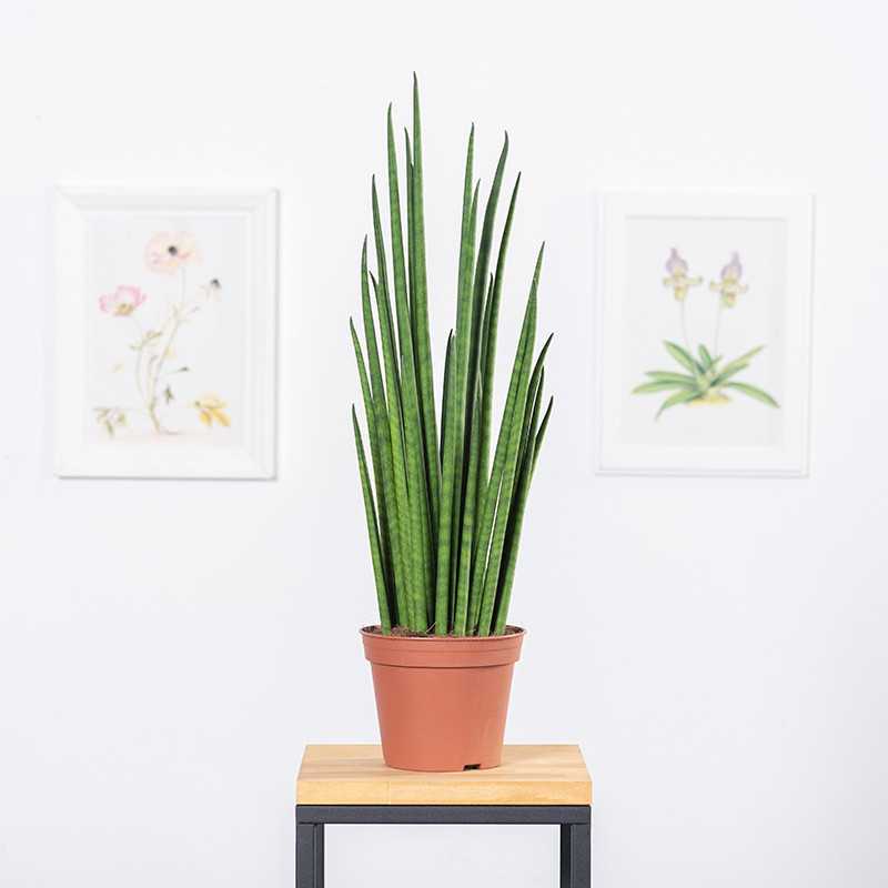 Sansewieria 'Mikado'
