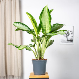 Aglaonema 'Cleopatra' | Tomaszewski