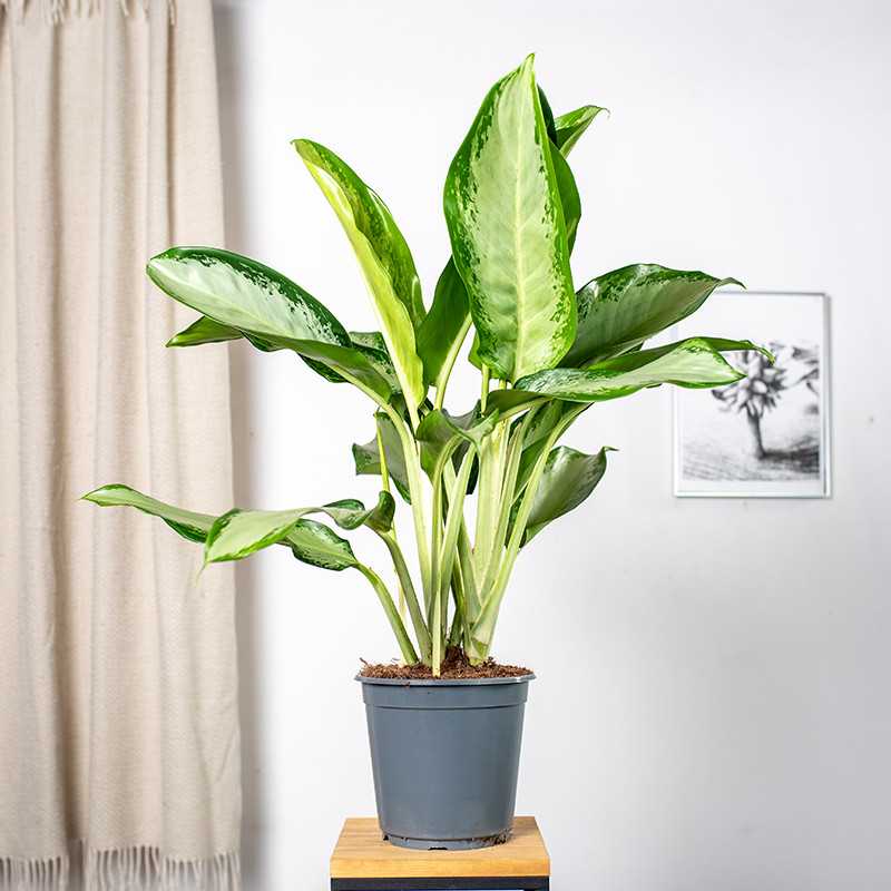 Aglaonema 'Cleopatra'