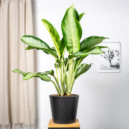 Aglaonema 'Cleopatra' | Tomaszewski