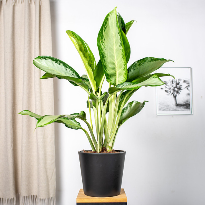 Aglaonema 'Cleopatra' | Tomaszewski