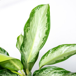 Aglaonema 'Cleopatra' | Tomaszewski