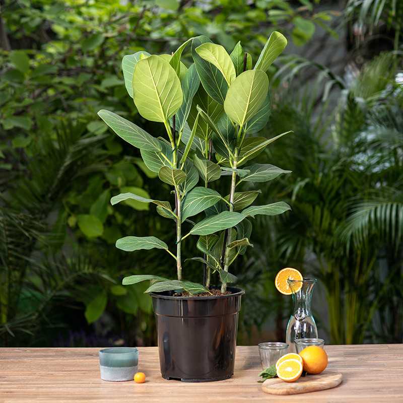 Fikus 'Audrey' | Duży