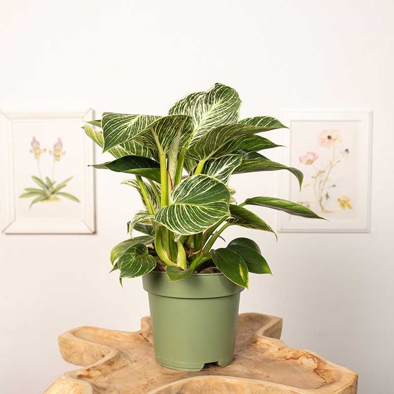 Filodendron 'Birkin' | Duży