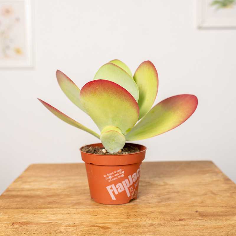 Kalanchoe thyrsiflora