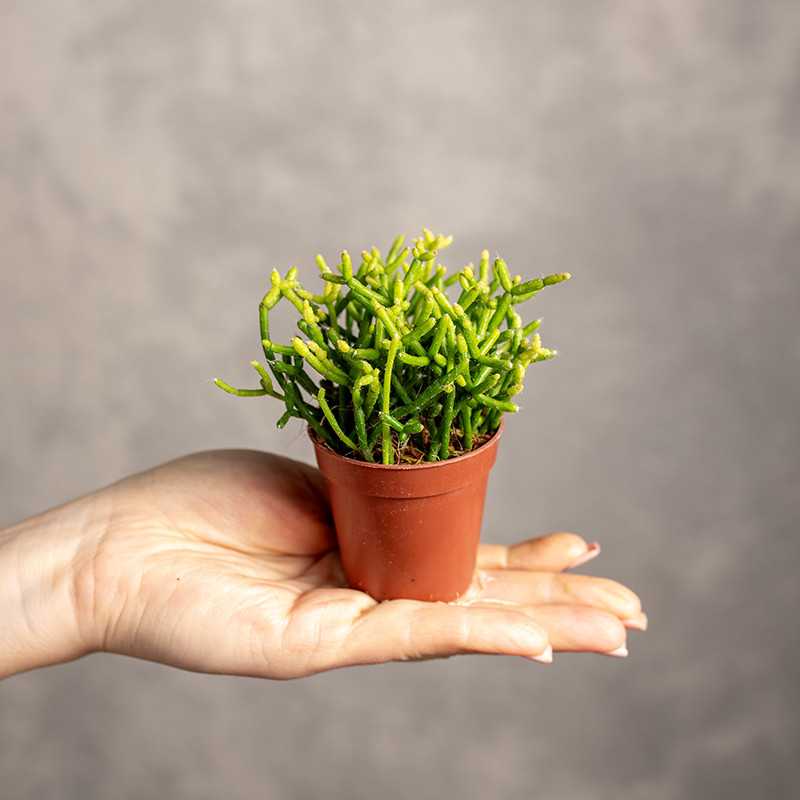 Patyczak Rhipsalis...