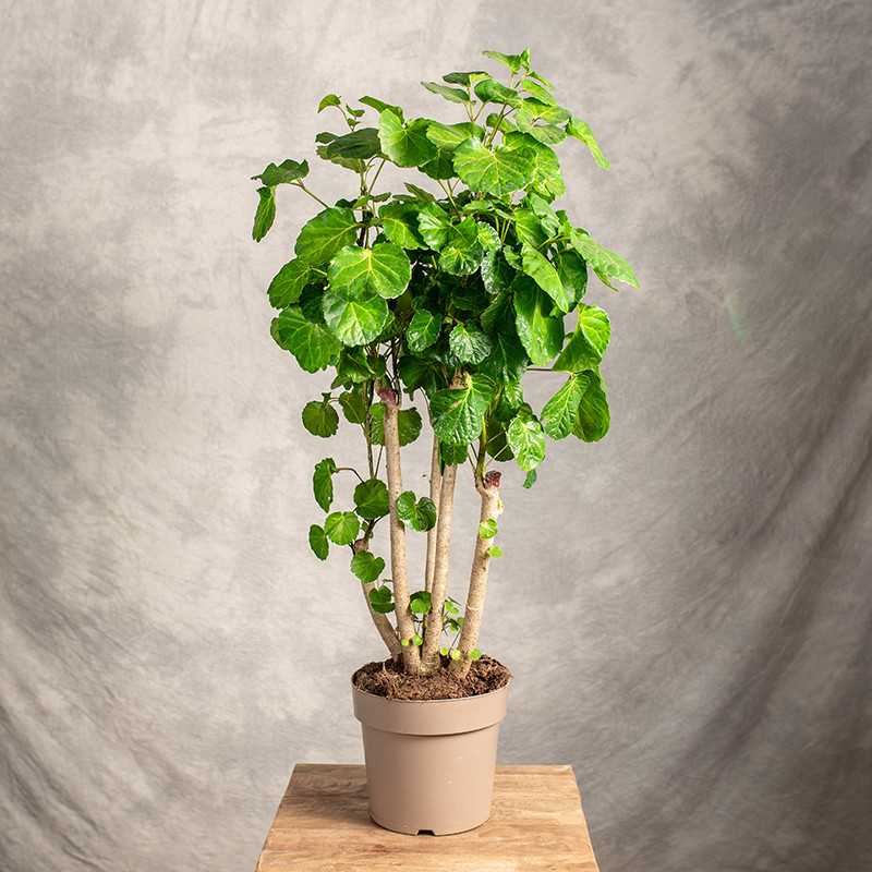 Polyscias 'Lemon Lime'