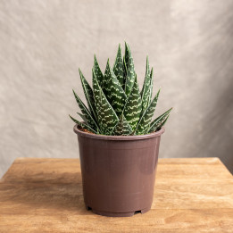 Aloes 'Tiki Tahi' | Tomaszewski