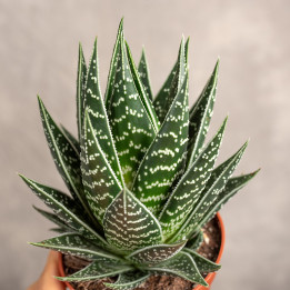 Aloes 'Tiki Tahi' | Tomaszewski