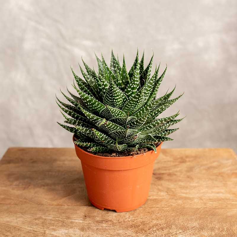 Gasteria 'Aurora'