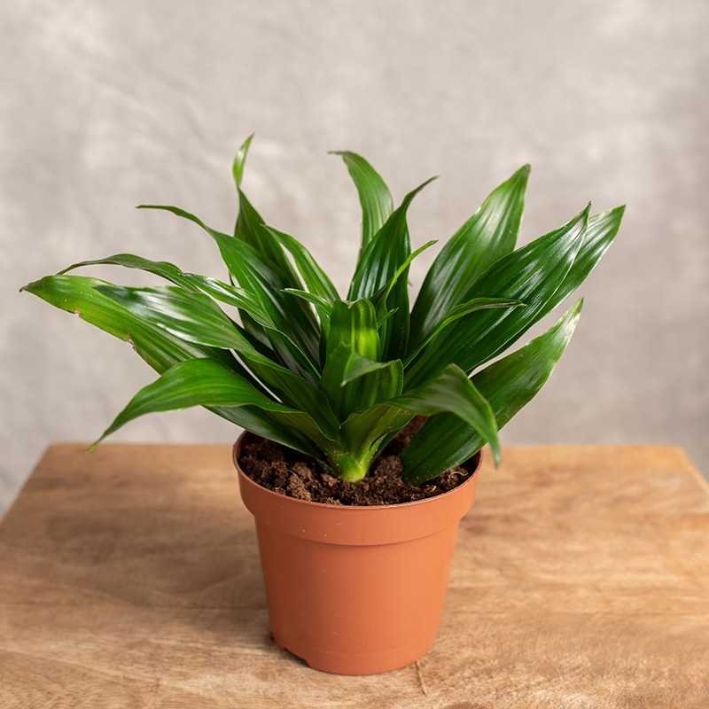 Dracena 'Compacta' | Tips