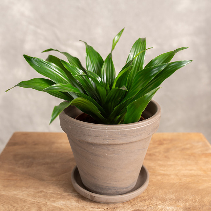 Dracena 'Compacta' Tips | Tomaszewski