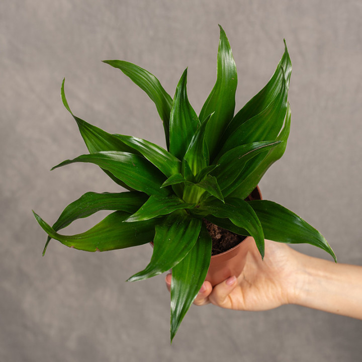 Dracena 'Compacta' Tips | Tomaszewski