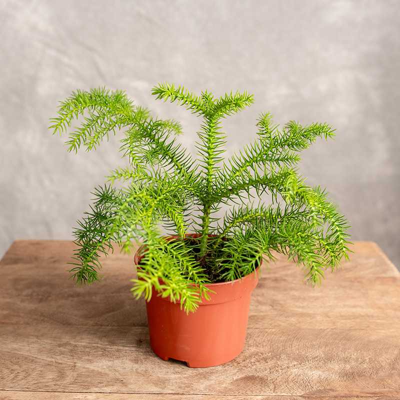 Araukaria wyniosła | Mała