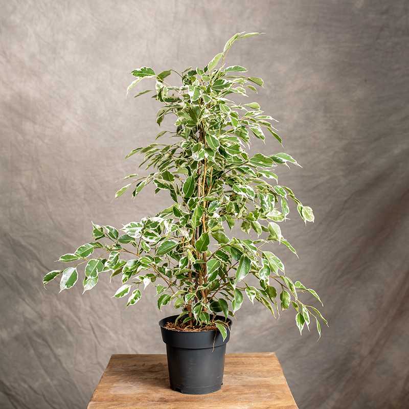 Fikus benjamina 'Twilight'