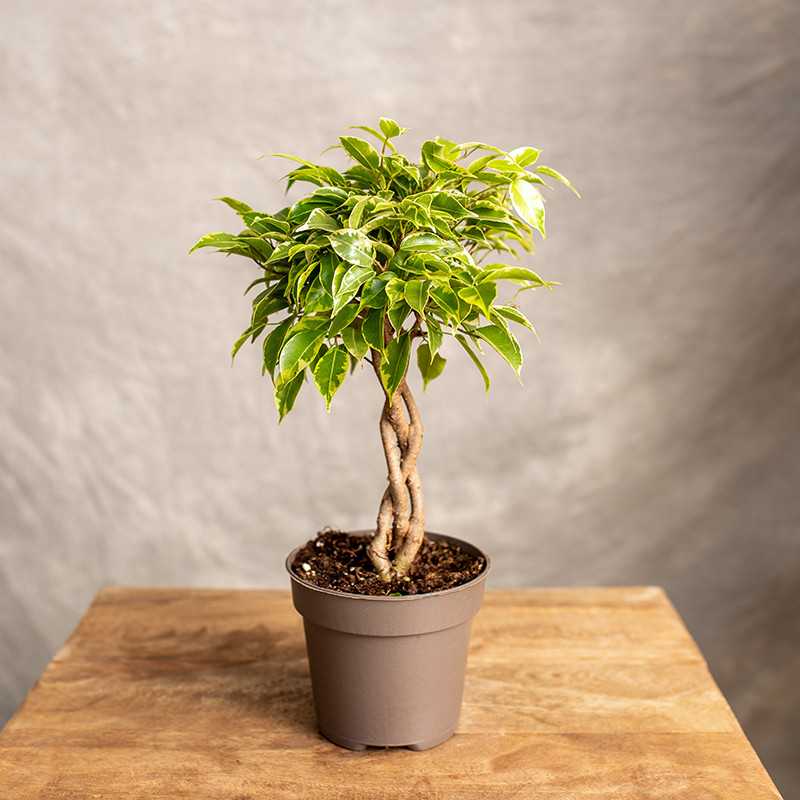 Fikus 'Kinky' | Na pniu