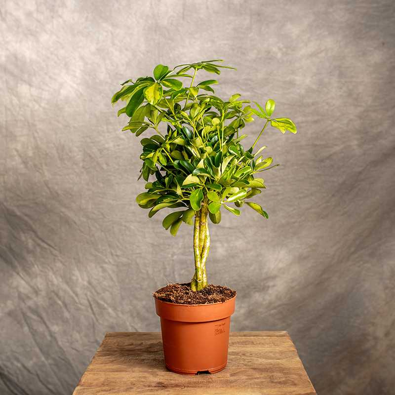 Szeflera 'Gold Capella'