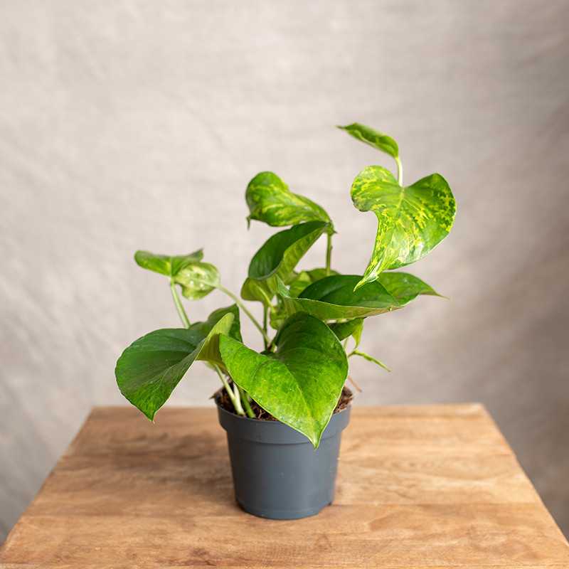 Epipremnum 'Marble Green'