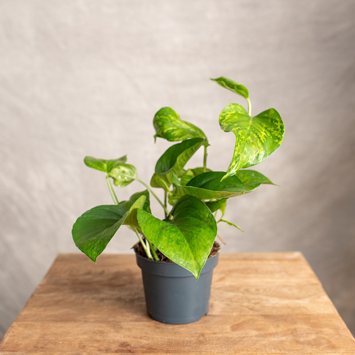 Epipremnum 'Marble Green' | Tomaszewski