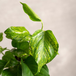 Epipremnum 'Marble Green' | Tomaszewski