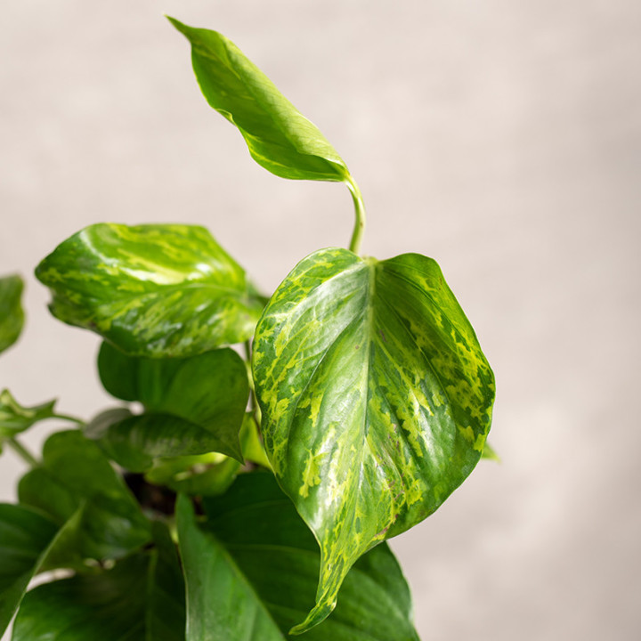 Epipremnum 'Marble Green' | Tomaszewski