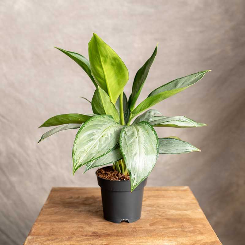 Aglonema 'Silverado'