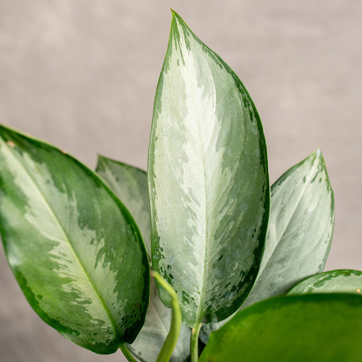 Aglonema 'Silverado' | Tomaszewski