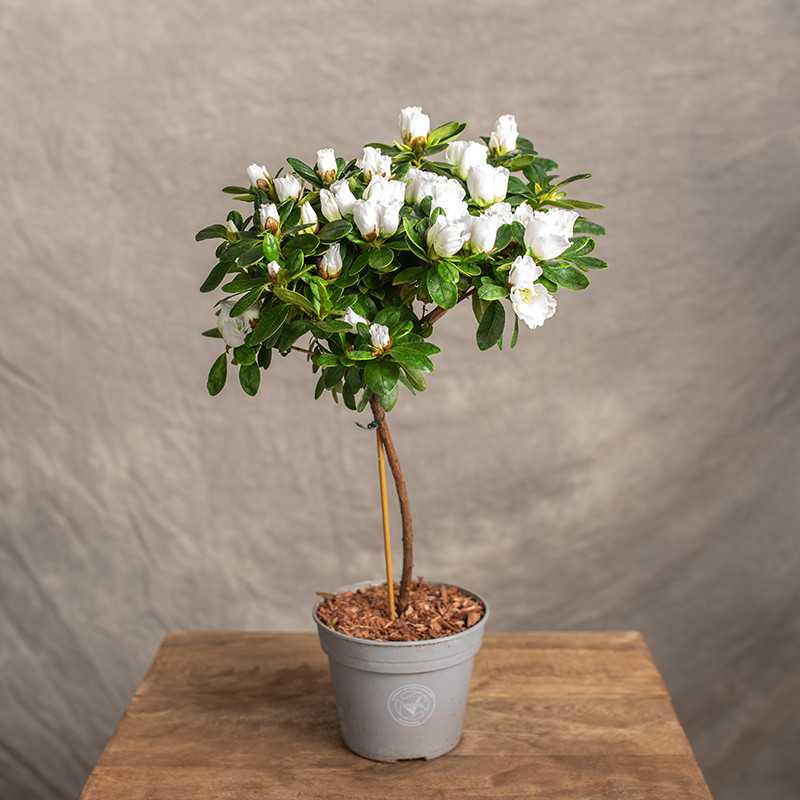 Azalia Biała | Na pniu