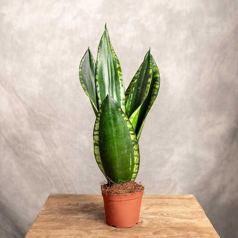 Sansewieria 'Whitney' | Mała