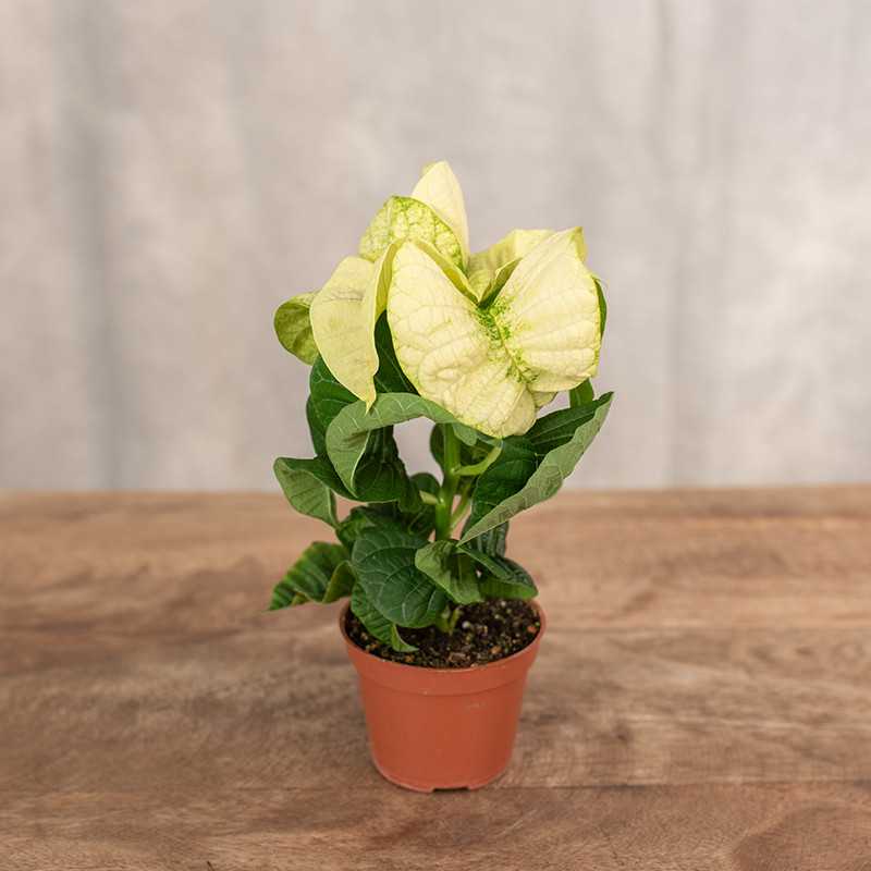 Poinsecja 'Bright White'