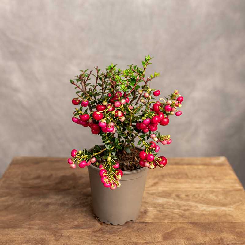 Golteria chilijska | Czerwona