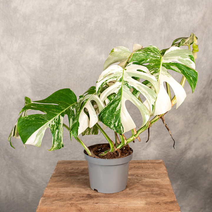 Monstera 'Variegata' na pniu| Monstera biała