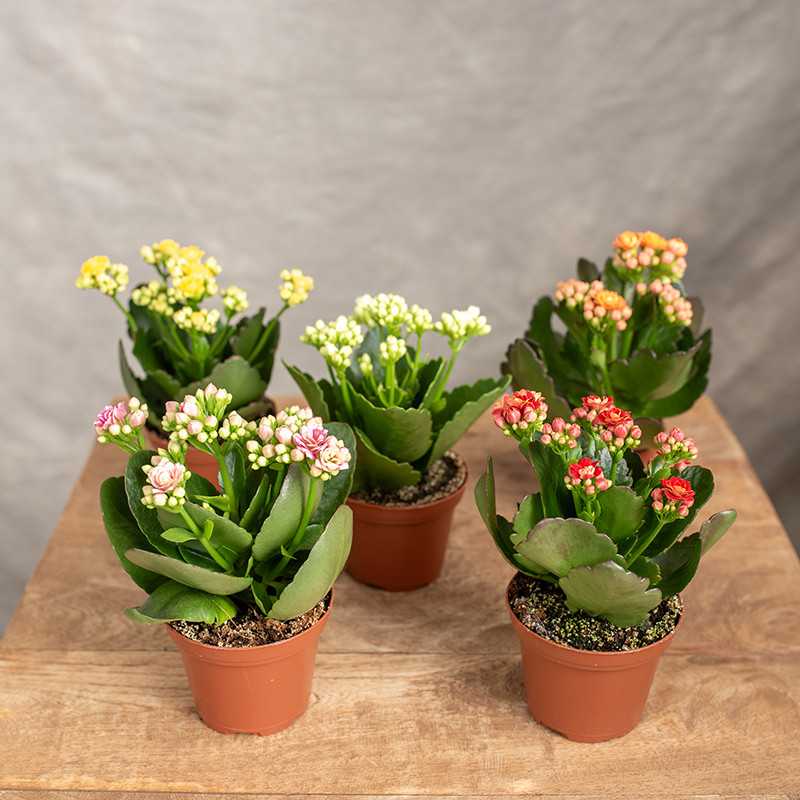 Kalanchoe MIX kolorów | Mini