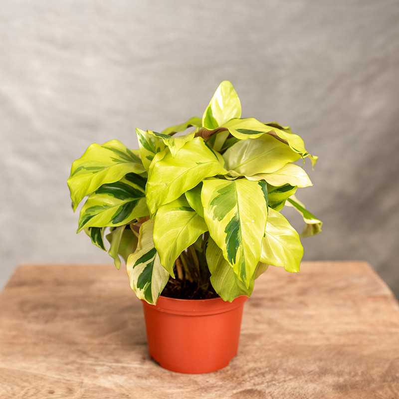 Kalatea 'Fusion Yellow' | Mała