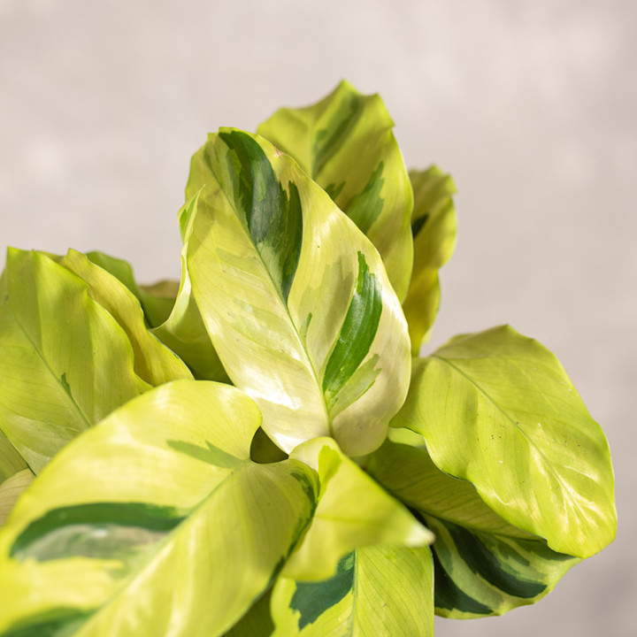 Kalatea 'Fusion Yellow' | Tomaszewski