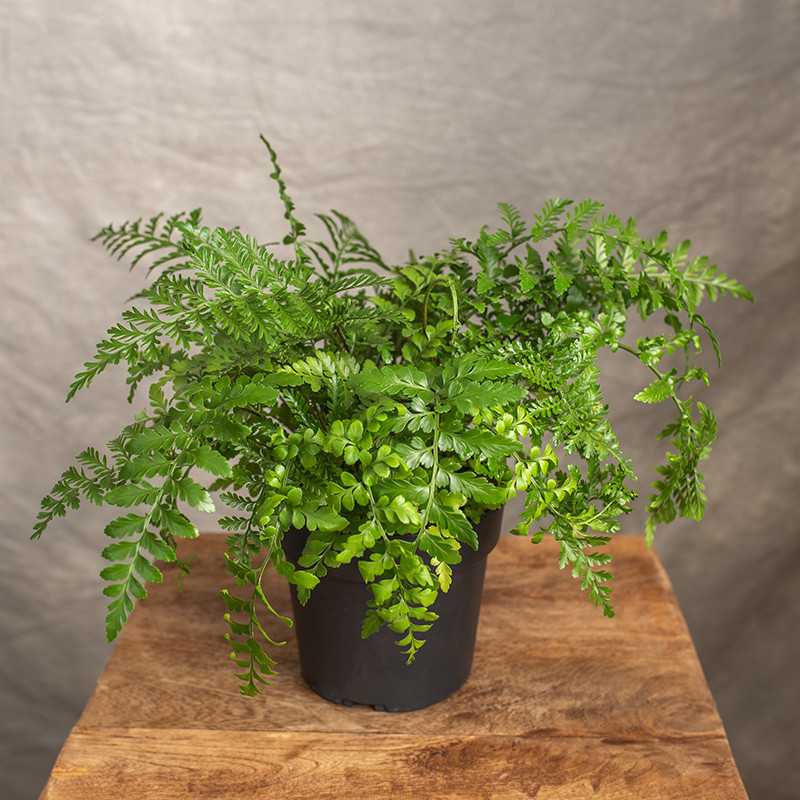 Asplenium 'Parvati'