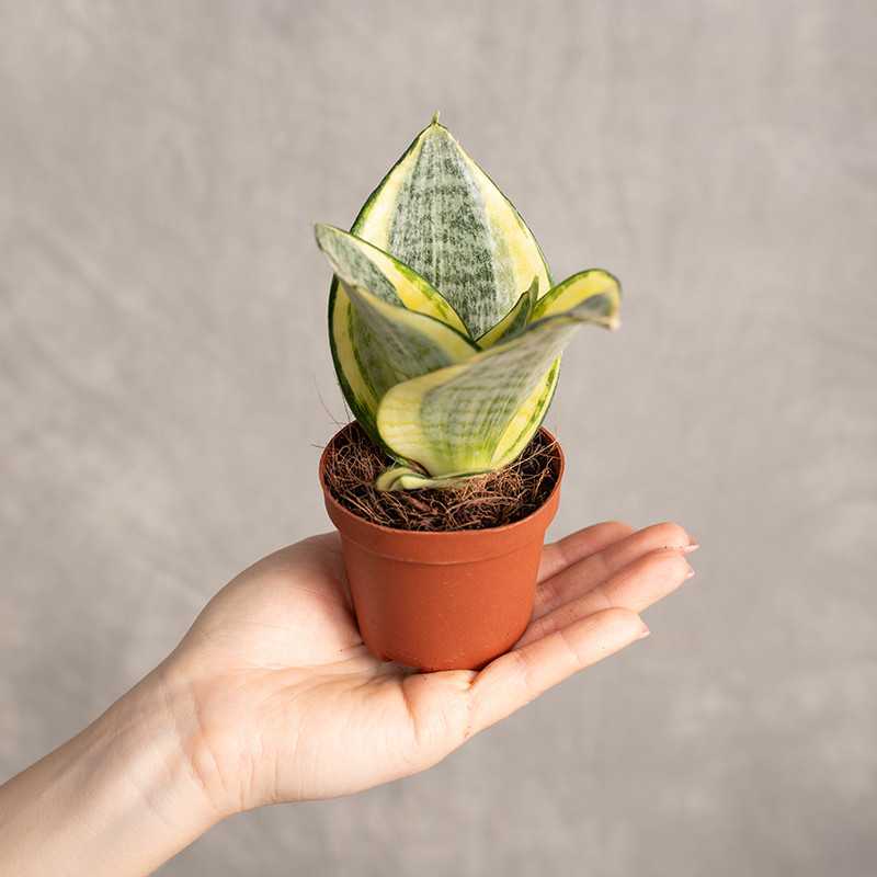 Sansewieria 'Golden Hahnii'...