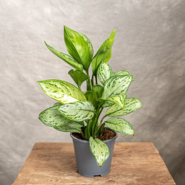 Aglonema 'Maria Christina' | Tomaszewski